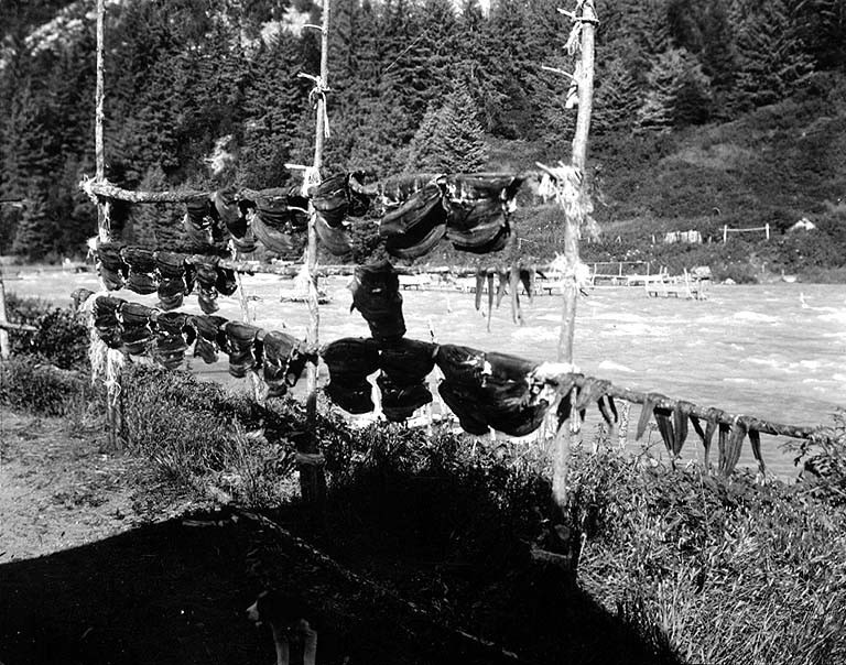 Salmon drying on wooden pole racks beside the Chilkoot River, Alaska, 1911
