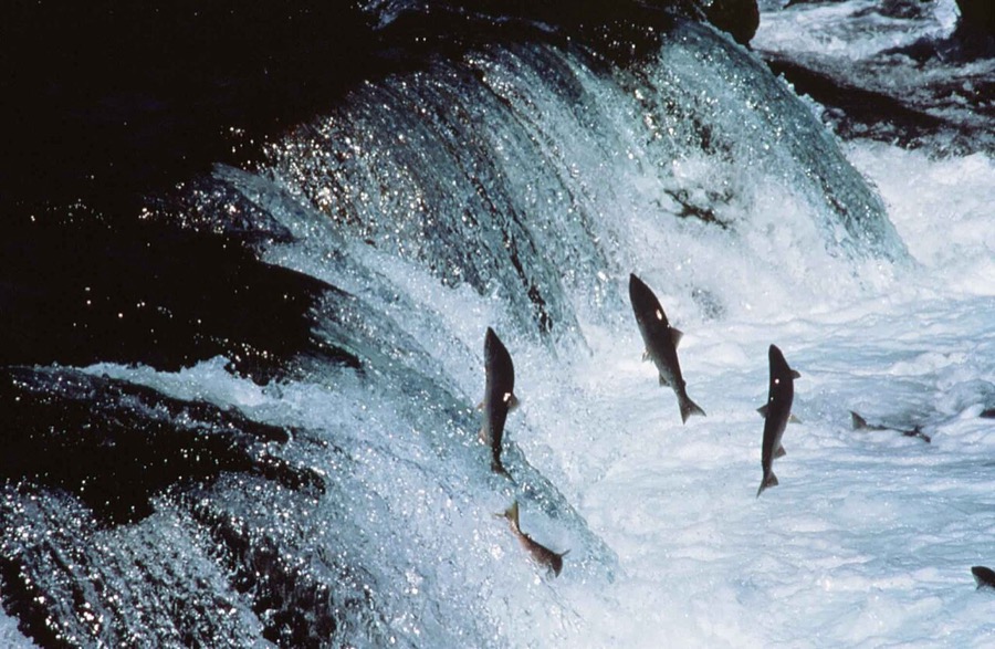 Sockeye salmon leaping up a waterfall on their way upriver to spawn